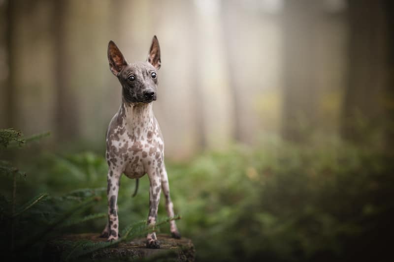 Un Terrier Americano sin Pelo de pie en el bosque.