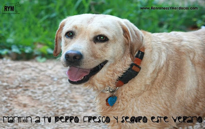 Mejores adiestradores caninos en Buñol Mejores adiestradores caninos en Buñol