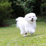 ¿El Perro Bichón Maltés Suelta Pelo? Descubre la Verdad y Cómo Manejarlo Bichón Maltés